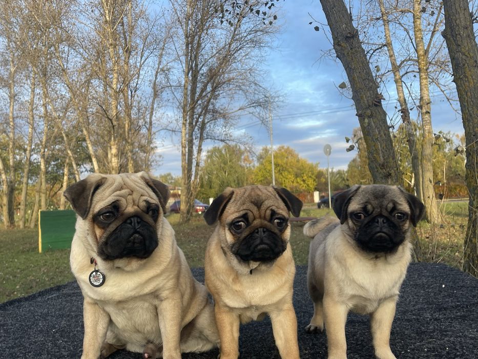 Мопс цуценя хлопчик КСУ, чіпований, привитий ціну знижено