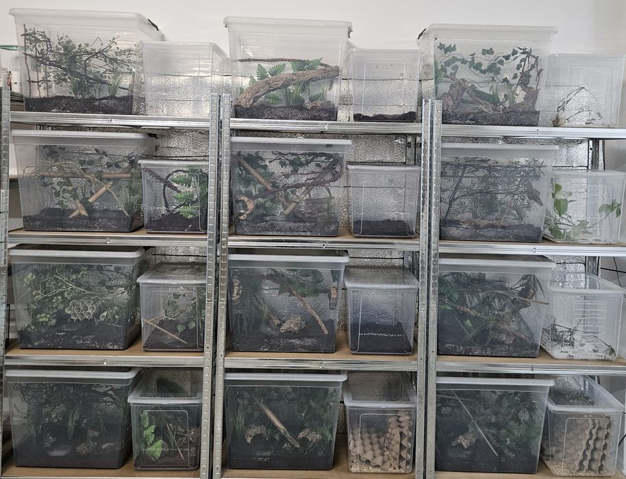 Terraria Plastikowe boxy hodowlane