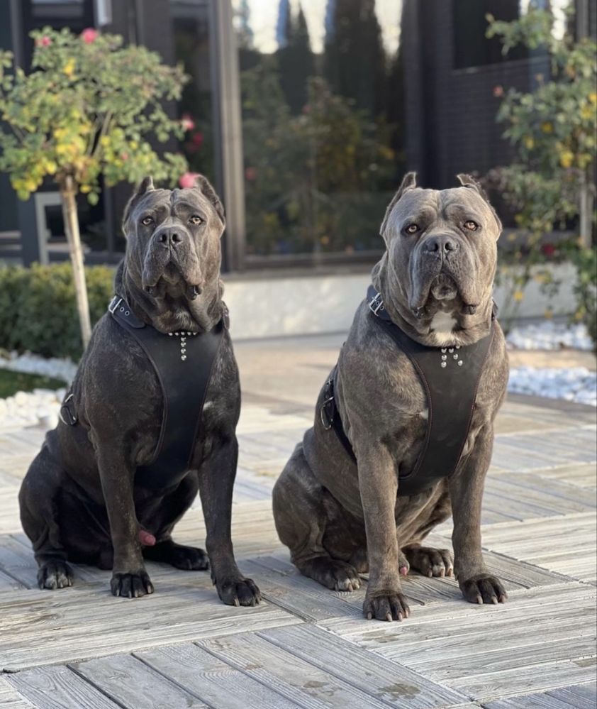 Елітні Cane corso-сірого окрасу
