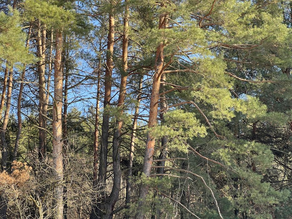 Земля 6гек Пуховка начало Лес свет газ асфальт интернет