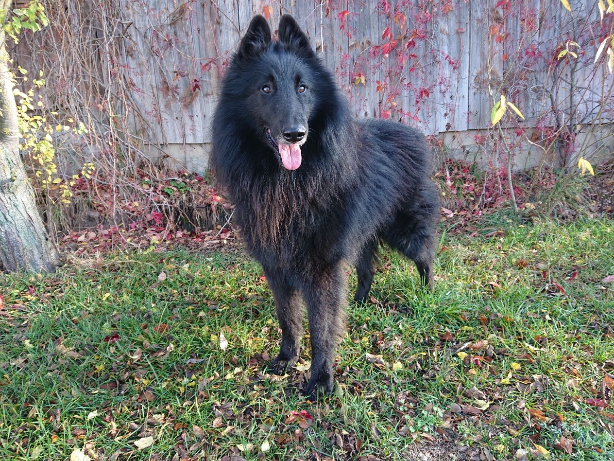 Owczarek belgijski groenendael krycie, reproduktor