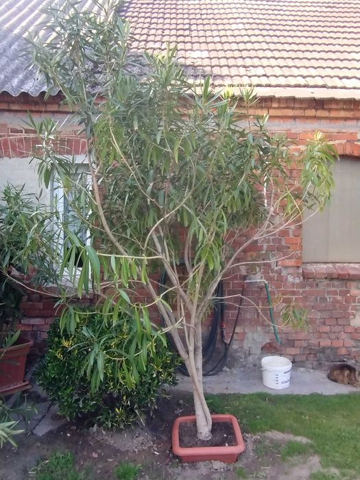 Oleander pospolity nerium biały różowy kwiat drzewo oleandr Poznań