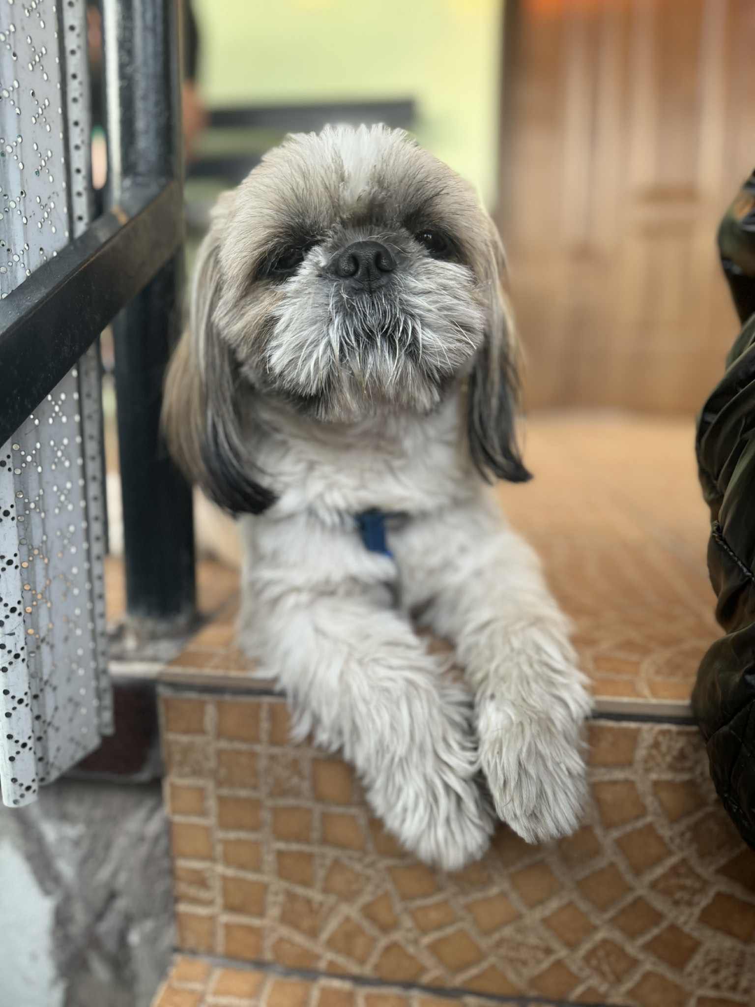 Reproduktor Shih tzu z rodowodem