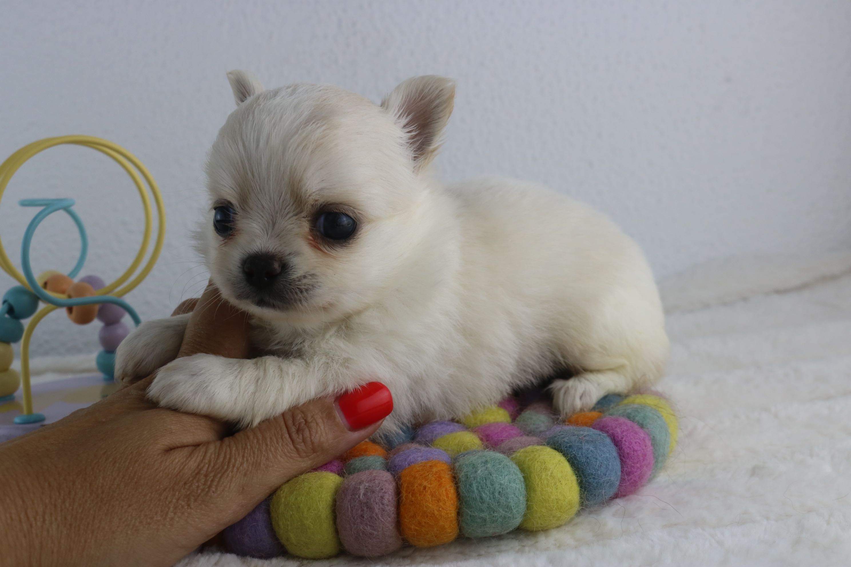 chihuahua femea pelo comprido maravilhosa mini