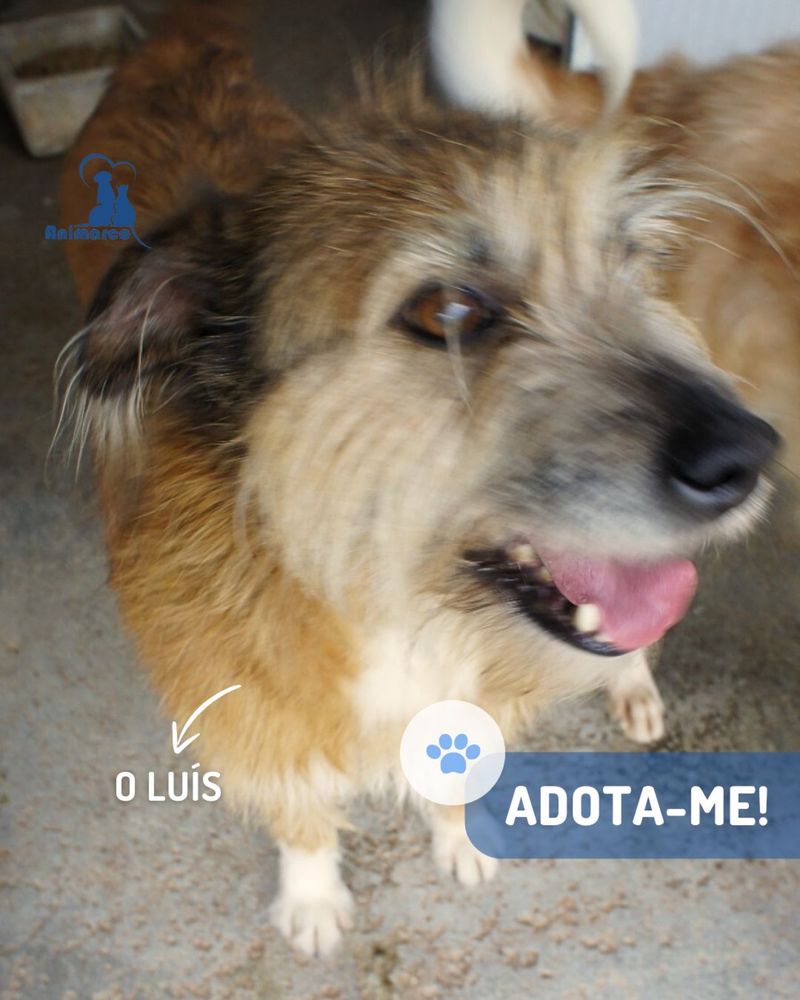 Luis - cao de porte medio