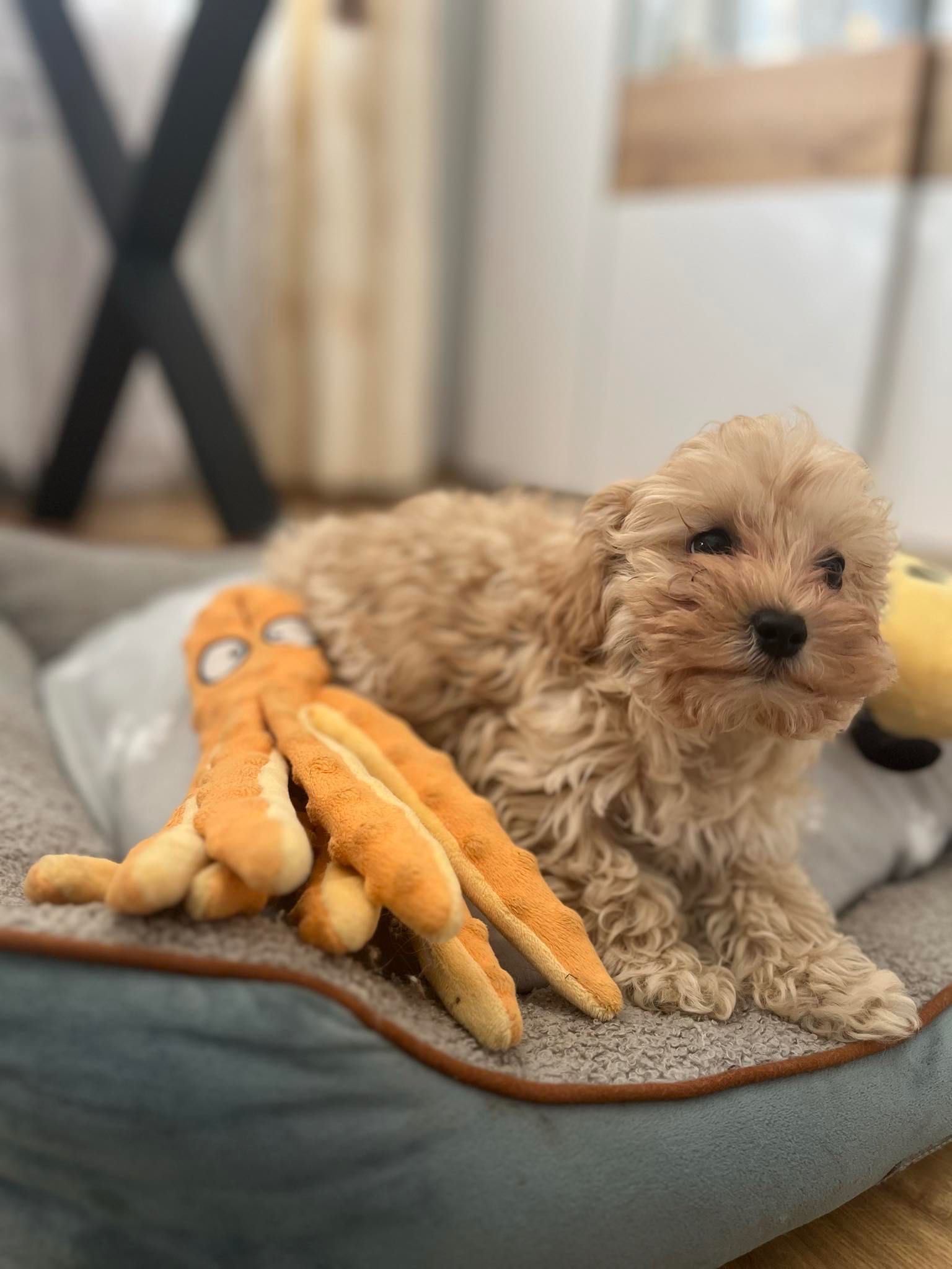 Śliczny piesek maltipoo