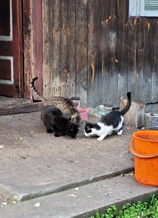 Koty potrzebują domu, lub domu tymczasowego