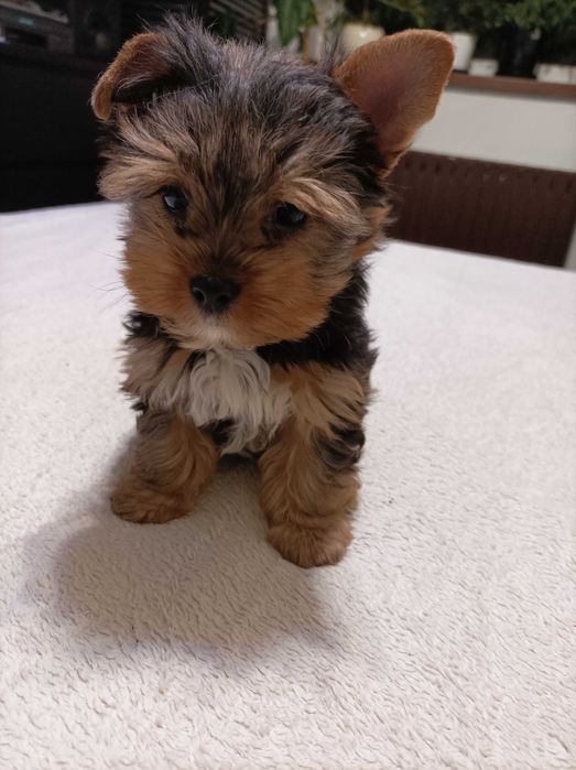 Piesek york terrier