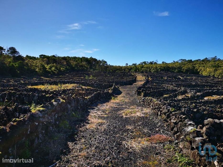 Terreno em Madalena de 20010,00 m2