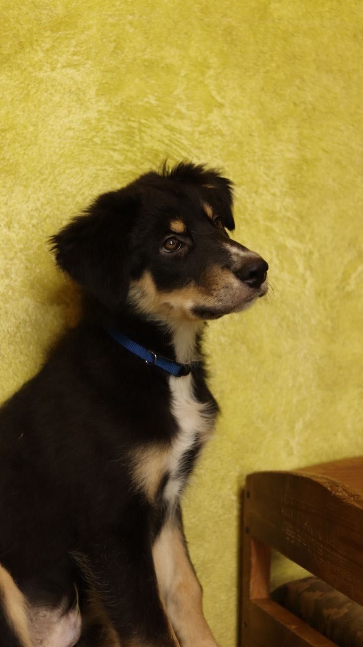 Цуцення хлопчик 5 місяців
