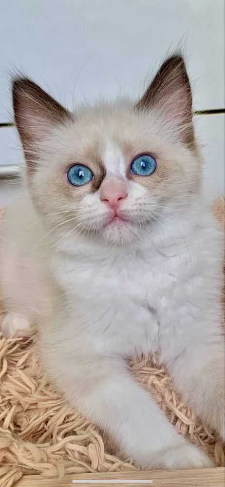 Ragdoll Kocurek + paszport