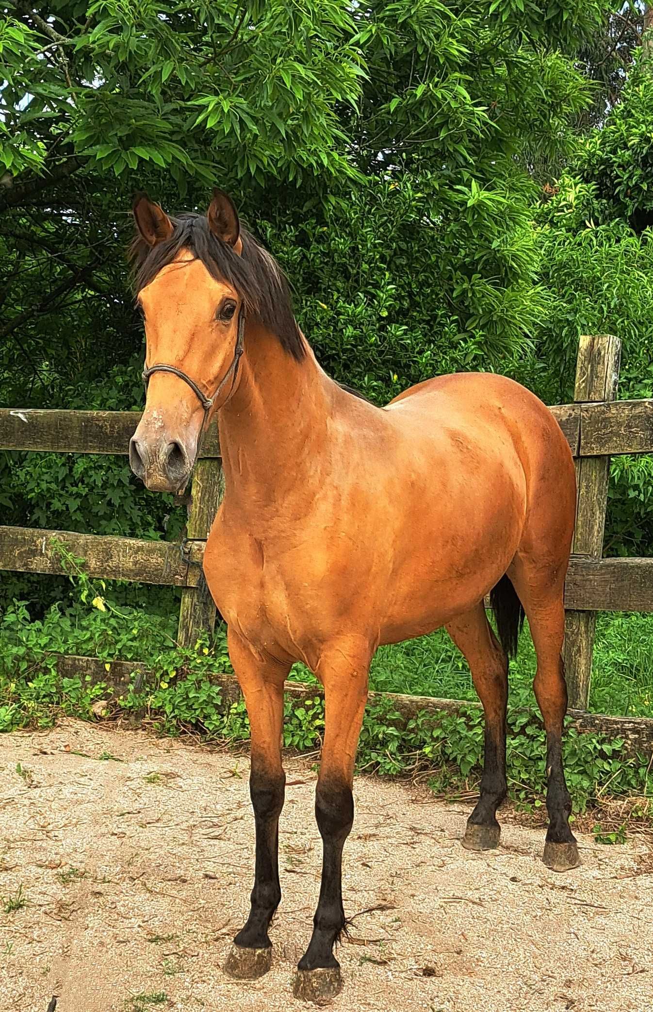 Poldra baia hispano- lusitana 18 meses
