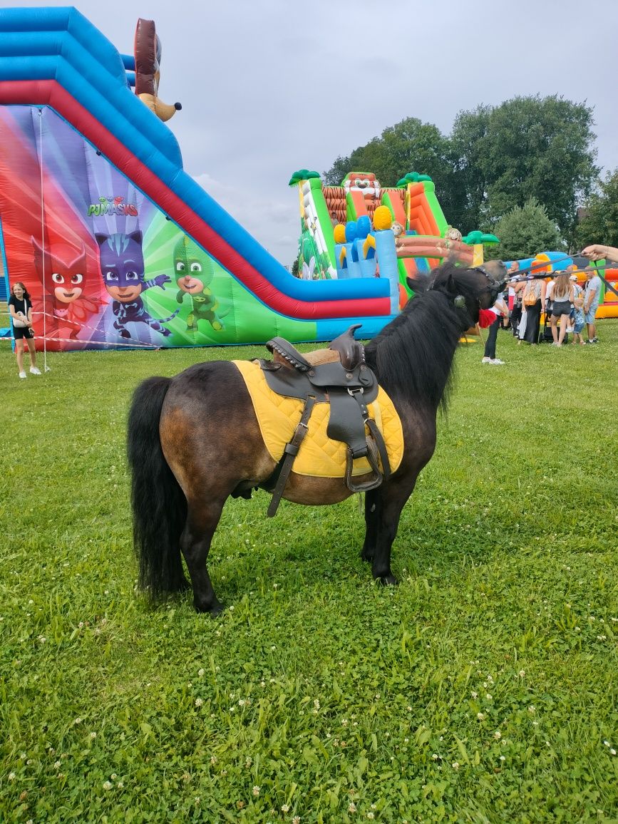 Sprzedam wałacha