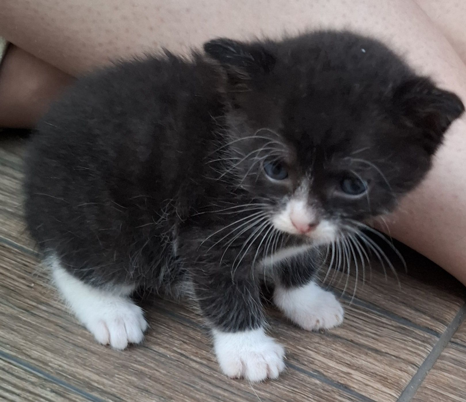 Kotek do adopcji