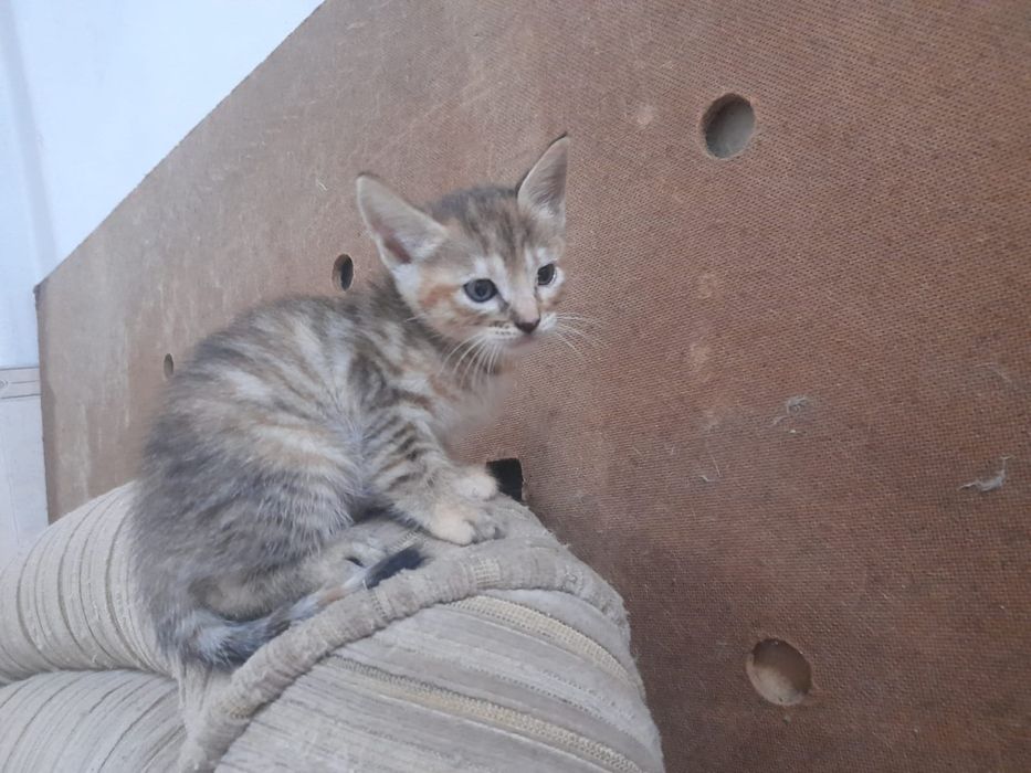 Gatinha para adopção