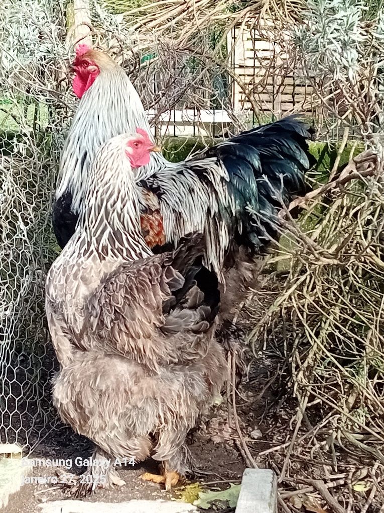 Pintinhos  Brahmas com 15 dias