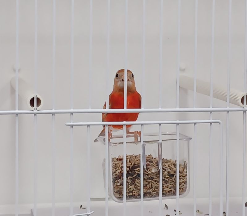 czyżyki I egzotykę