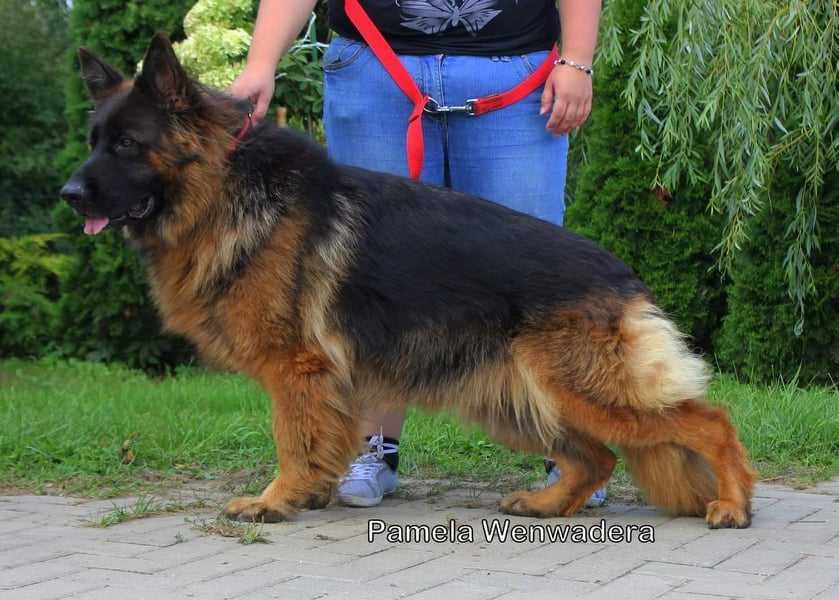 owczarek niemiecki