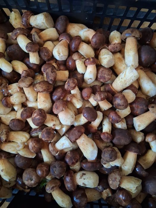 Podgrzybki świeże dzisiaj zbierane do słoiczków