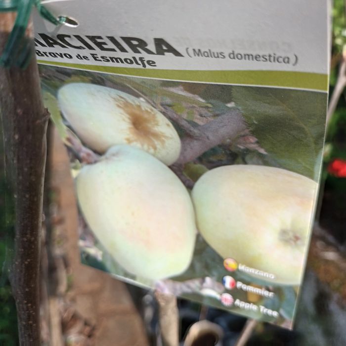 Árvores de fruto de excelência