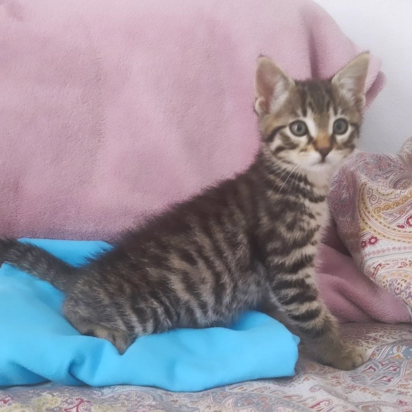 Otto, para adoção