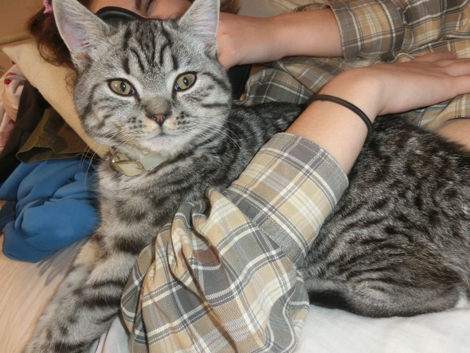 Чистокровний шотландський котик