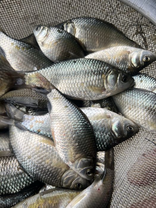 Продам карась живець