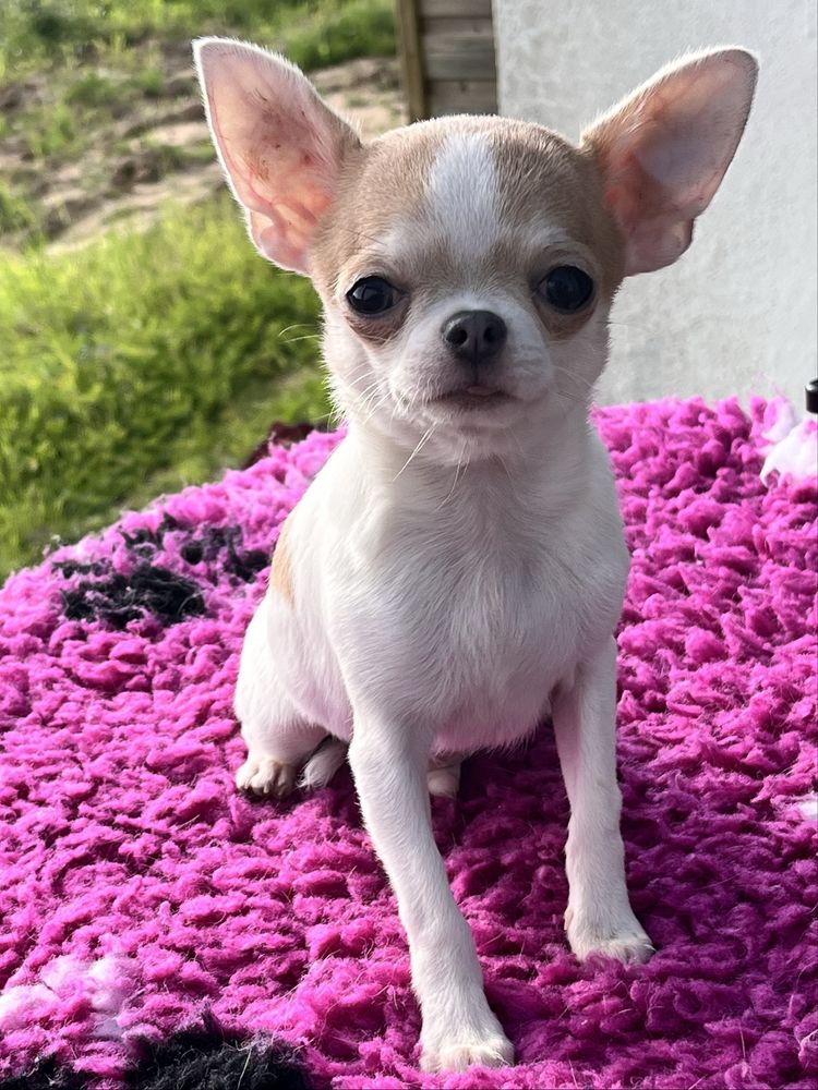 Chihuahua Macho disponivel