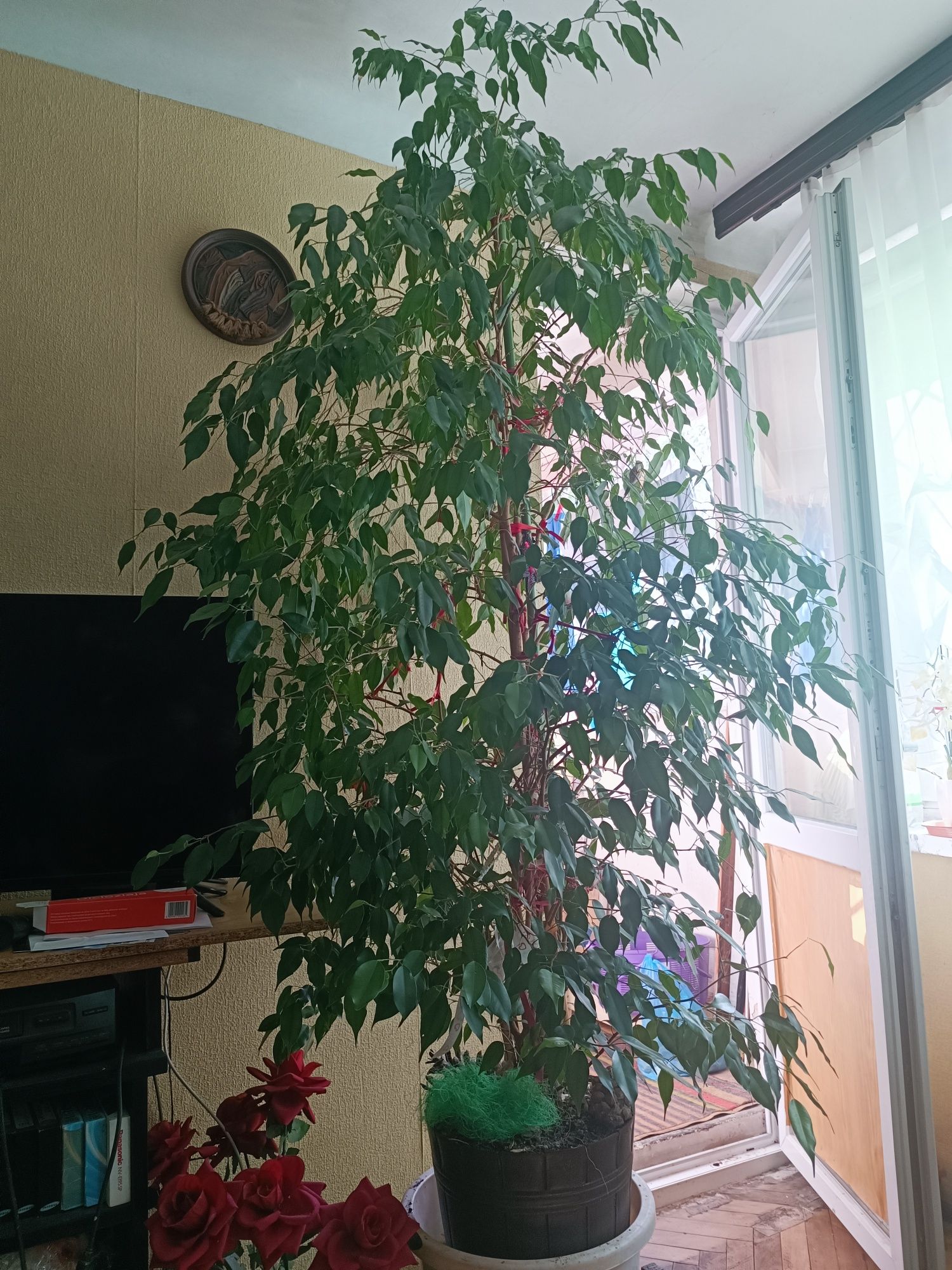 Fikus Benjamina 180cm wysoki kwiat figowiec benjamina