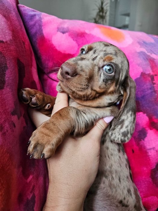 Jamnik suka merle choco ZAREZERWOWANA