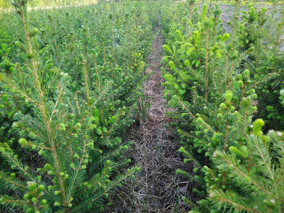 Świerk pospolity 2/1 25 cm - 55 cm