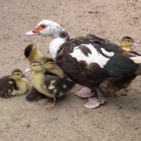 Patos mudos para cedencia