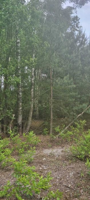 Sprzedam Las z Gruntem ornym Ostrołęka Mazowieckie