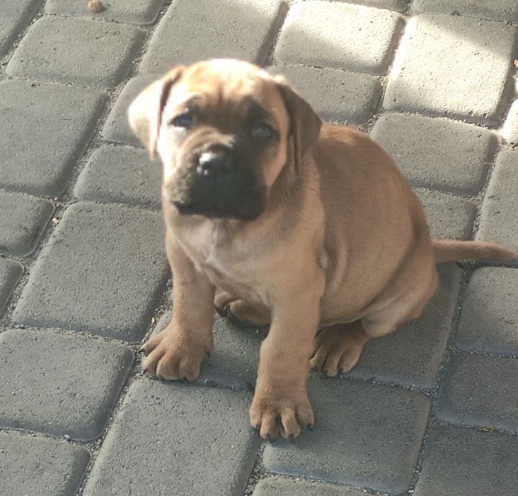 Came Corso zapraszamy