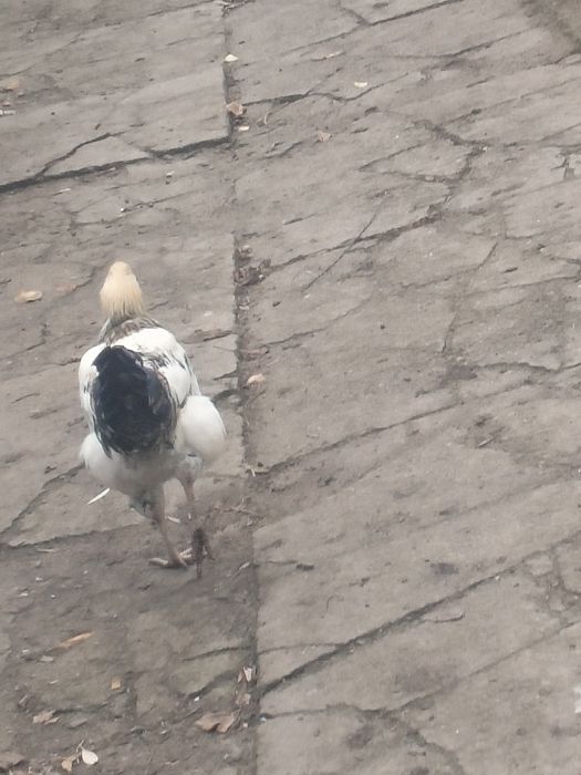 Sprzedam koguty młode