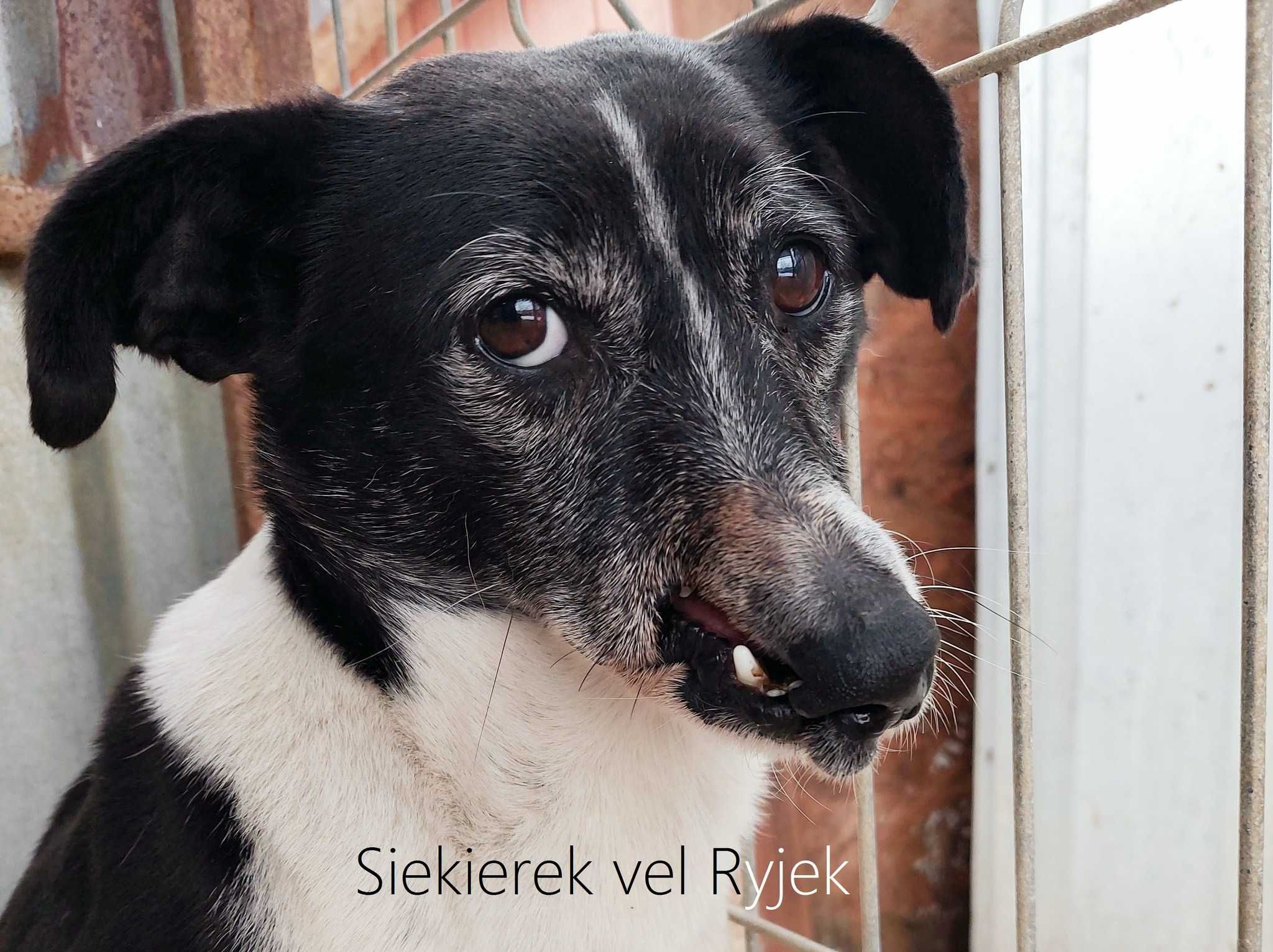 Siekierek - psiak, którego życie nie oszczędzało...
