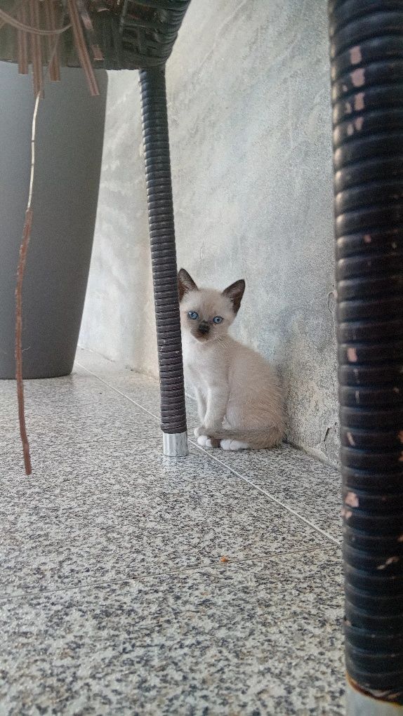 Gatinhos para adoção