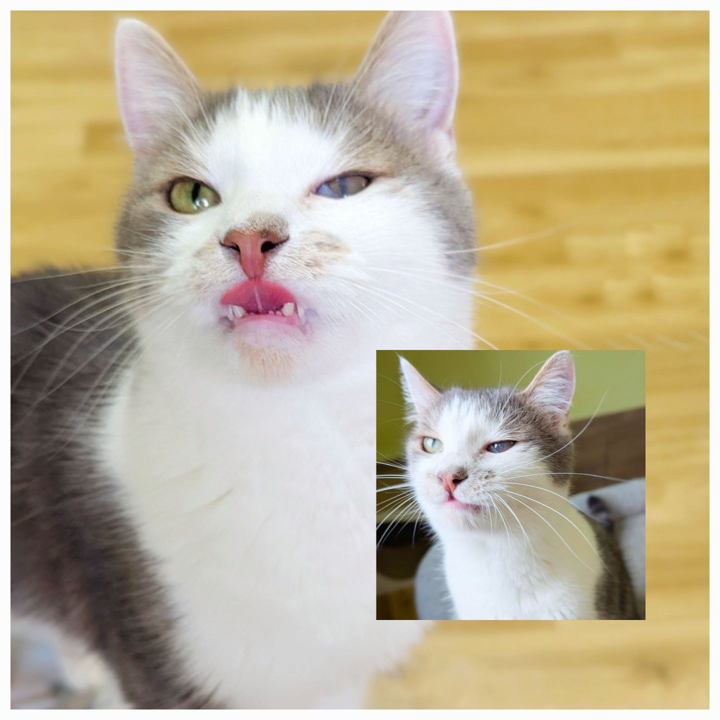 Котик Скіф шукає дім