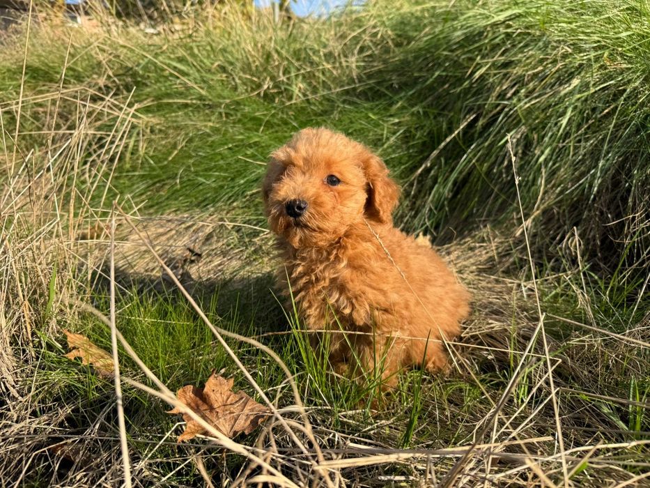 maltipoo szczeniak
