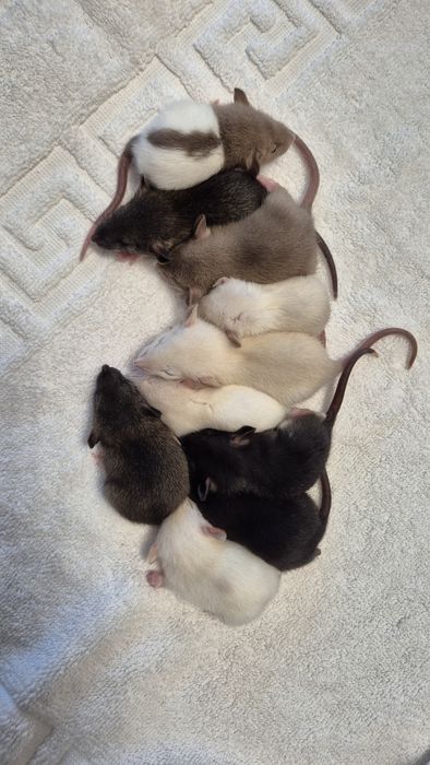 Домашні щурі породи Дамбо