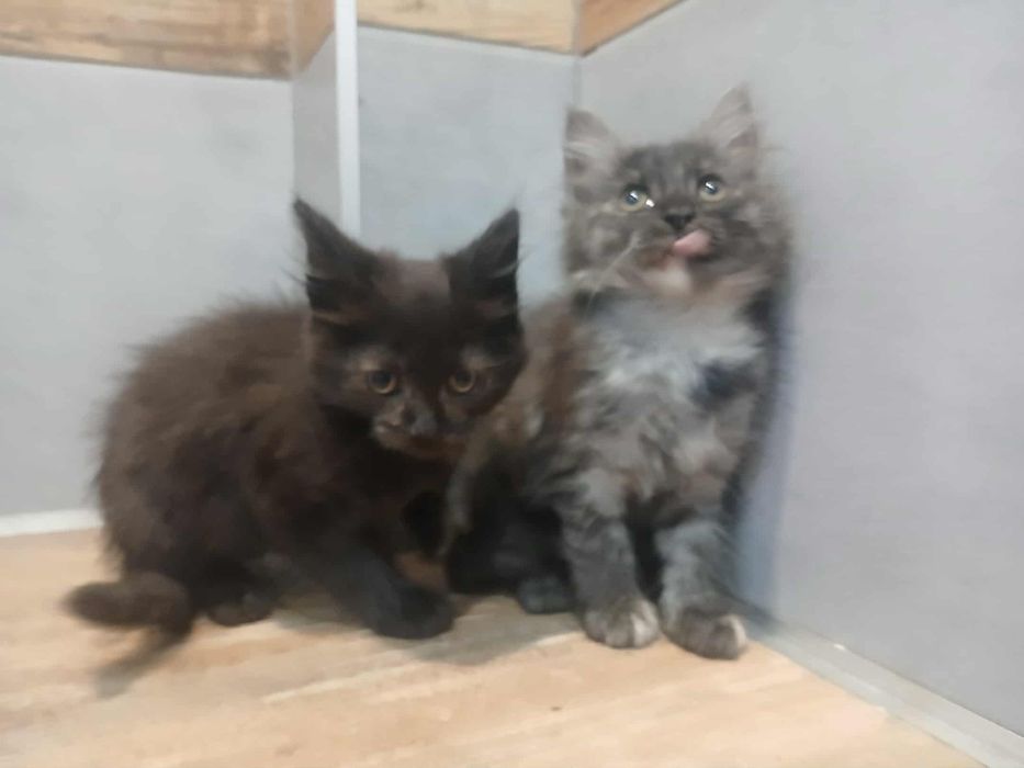 Kocur maine coon kociak