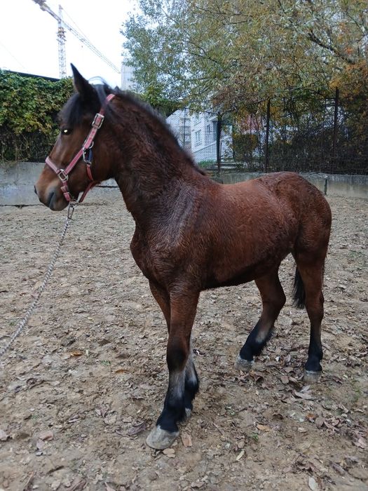 Лошиця кобила               .