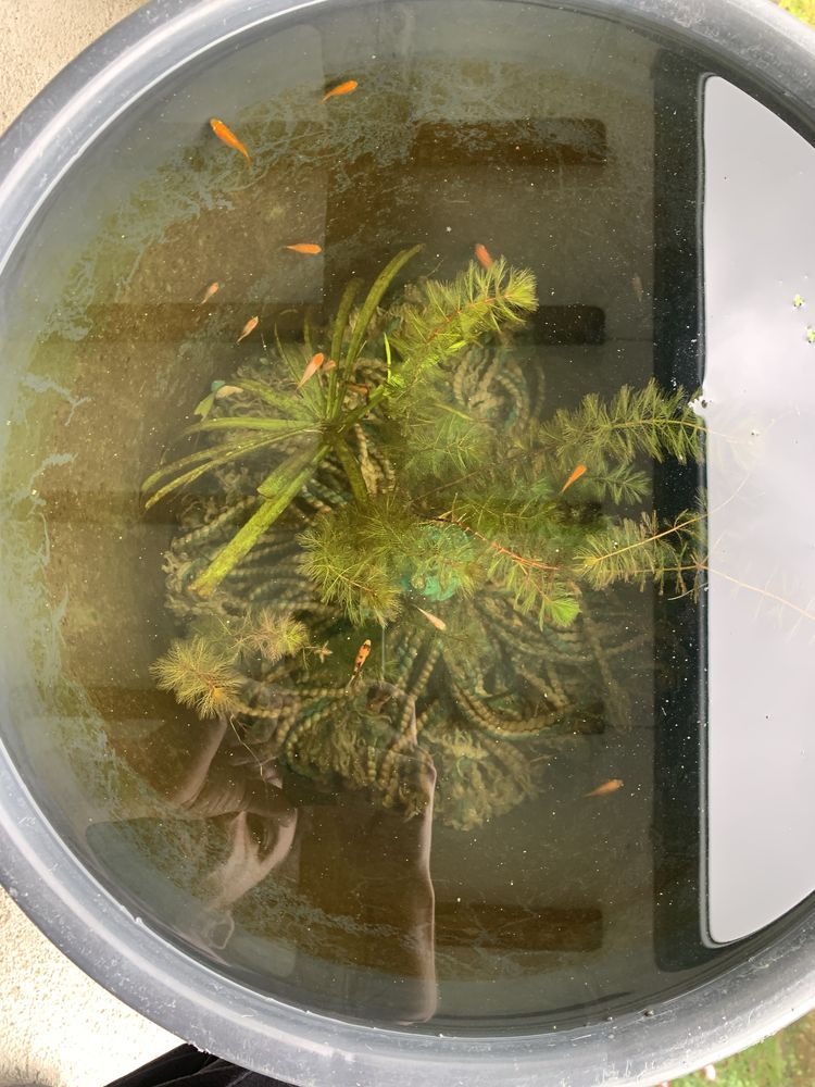Cometas peixe agua fria
