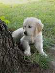 Piesek Golden Retriever