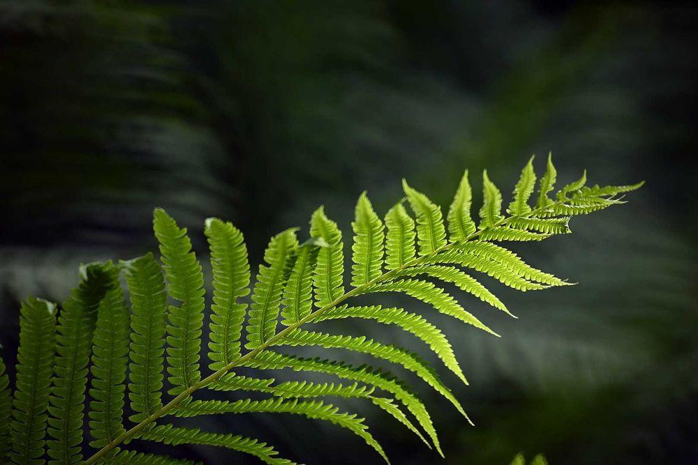 Tamron 500/8 TELE MACRO SP (Adaptall) - Canon FD, Minolta MD/SR
