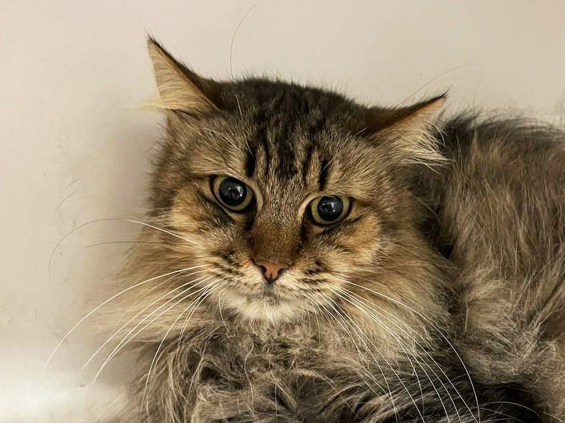 Врятована з Покровську котодитинка, кішечка Шанель, кішка 1,5 р.