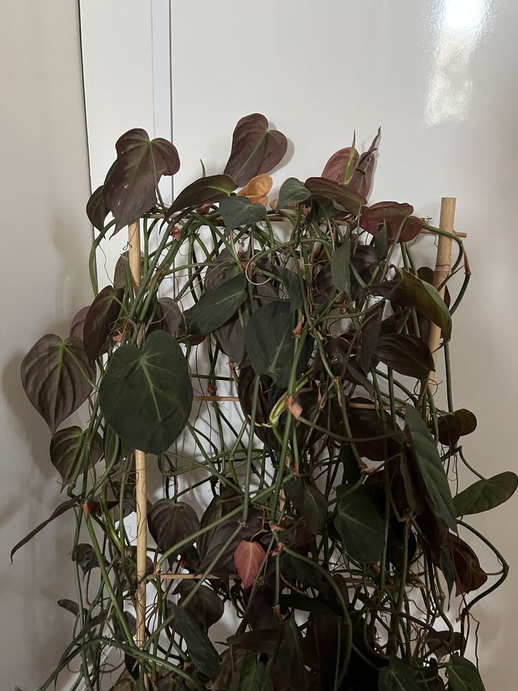 Philodendron micans Filodendron piękne liście