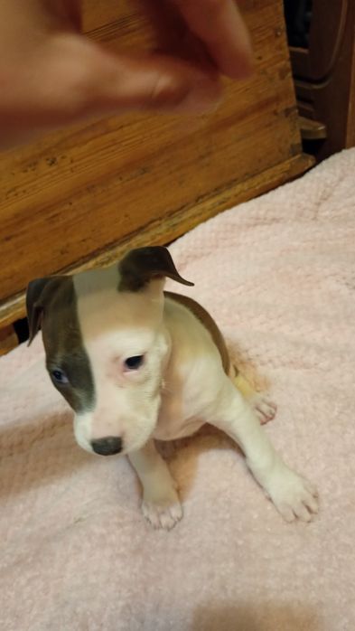 Rezerwacja Niebieskookie American Staffordshire terrier szczeniaki ams