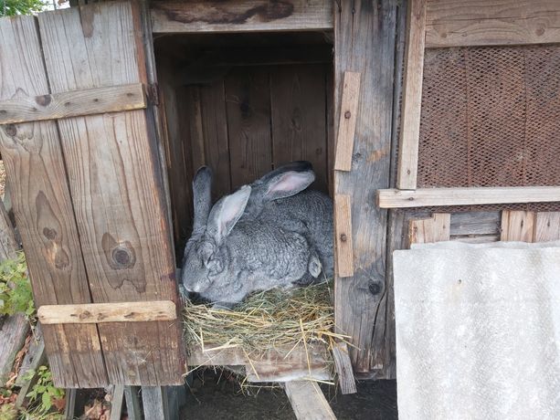 Кролики Європейська Шиншила покриті самки та молодняк
