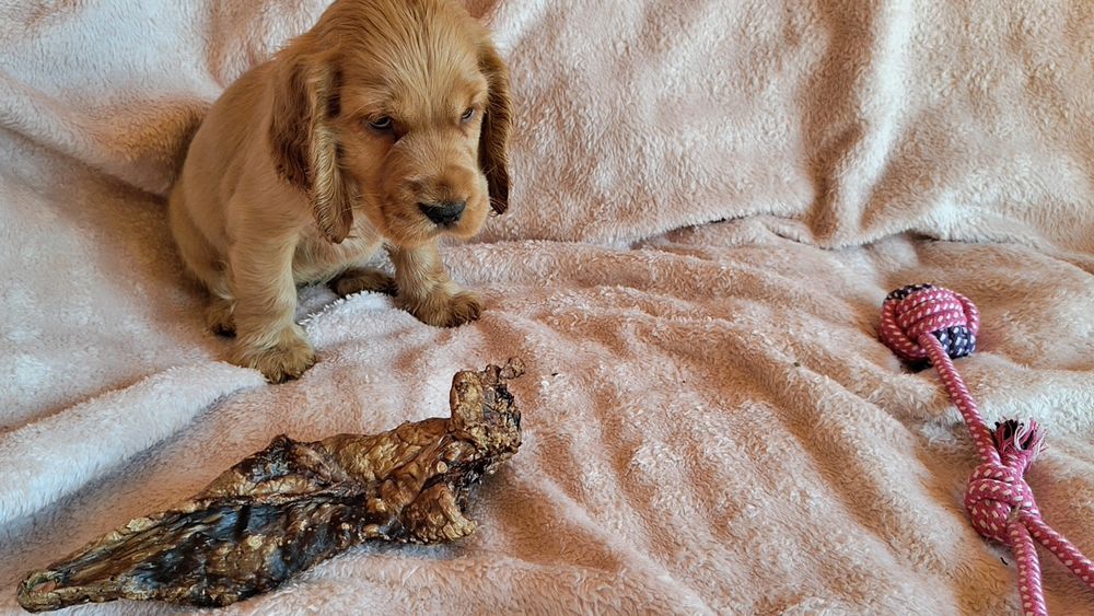 Piesek Cocker spaniel, badania genetyczne